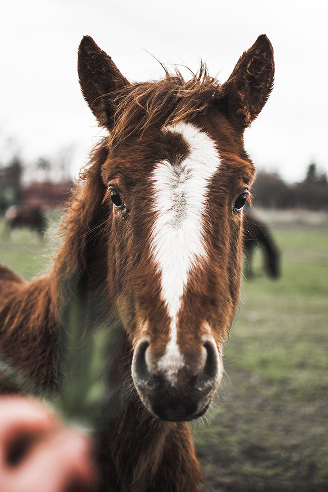 Dizajneo fotografia Katowice